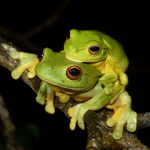 frog army unite
