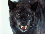 TheSilentWolves