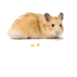Chomikjekebaba