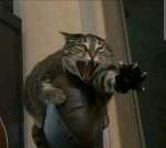 calvinkingofcats