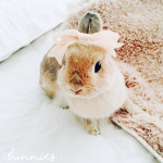 . bunnies .