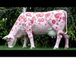 StrawBerry Cow Fame