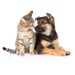 Dog and Cat Studios