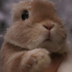 SOFTIES_CNP'S_SLENDER'S_AESTHETICS