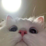 Mega Sweet Kittens