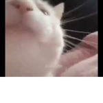 Unofficial vibe cat club