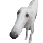 Bruh man dog