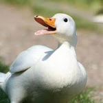 TheDuckBunch