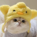Real Duckies Only