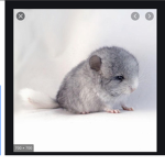 #team Chinchillas