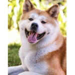 U.S Doge Navy Seals