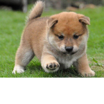 doge will be a meme again