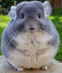 adorable animal kingdom