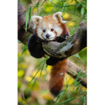RedPandaFreunde