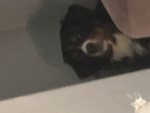 What tha dog doing?!?