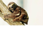 SLOTHLILLIPOP IS A WEIRD USERNAME