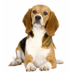 Bakedog Studios