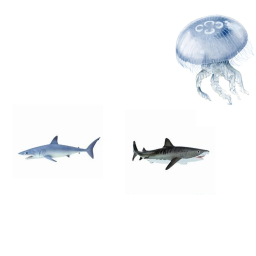 Sea Life Tycoon