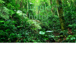 Jungle hotel group