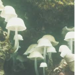 uplink fairies