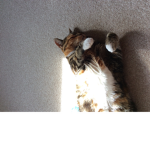 My cat Lacy 💙😻