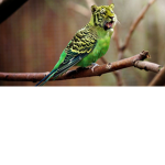 wing of bird