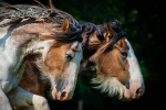 Spring Fall Riders Academy