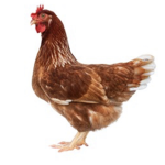 Chicken wings for breakfast
