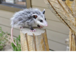 -.Possums.-