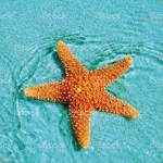 Aqua Star Shiplines