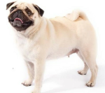 Puggy place