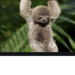 Potato sloth army