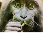 monkey inside group