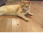 Team S cat