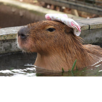 カピバラ温泉