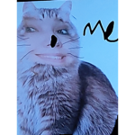 Pokemon cats.