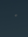 Tenusflea