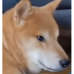 Doge Meme Many Cools