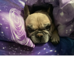 Mugsy the cute puppy