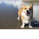 CorgiGang