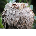 owl turd