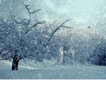 Artic Kindness