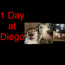 1 Day at Diego's