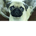 Pugs Plays