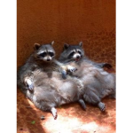 Raccoon lab