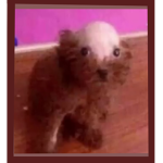 dogs and poo