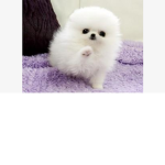 Cute Pomeranian