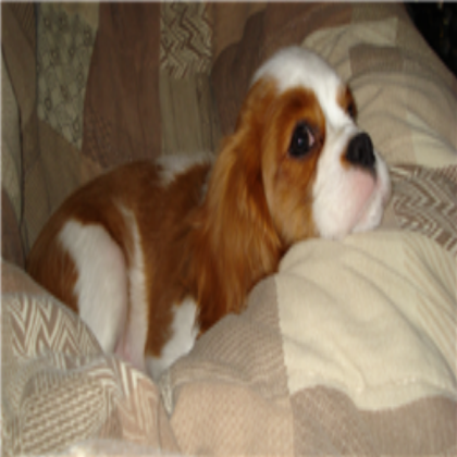 cute dog! MY cute dog! Roblox decal