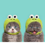 .*+FROG SQUAD+*.