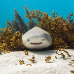 #Shark Forever!